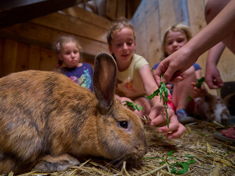 Im Stall des Familienbauernhofs kümmert sich eine fröhliche Kinderschar liebevoll um ein kleines Kaninchen.
